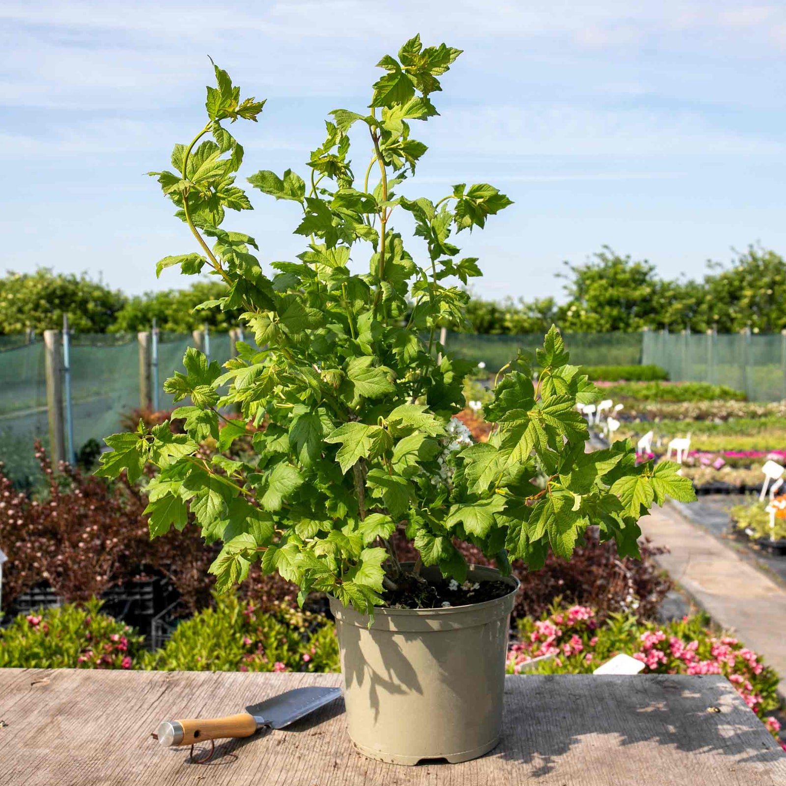 Viburnum Opulus 'roseum' (snowball Viburnum) 400 Cm | 3 x 9cm | White