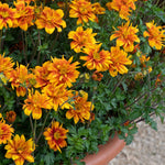 Bidens 'bee Happy Double Orange' Perennial For Containers And Borders | 12 x Plug Plants | Orange