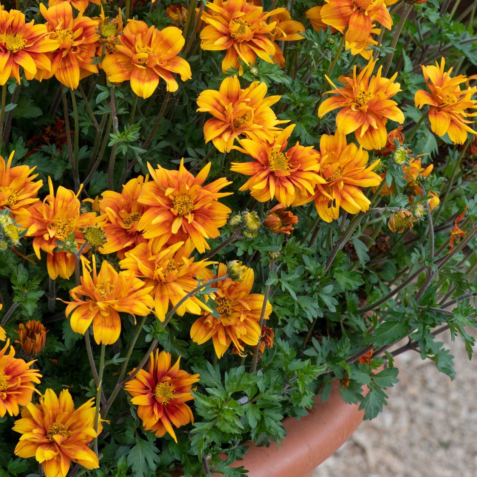 Bidens 'bee Happy Double Orange' Perennial For Containers And Borders | 12 x Plug Plants | Orange