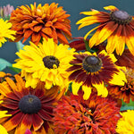 Rudbeckia All Sorts Mixed Coneflowers Collection Garden Ready Plants | 48 x Garden Ready Plants