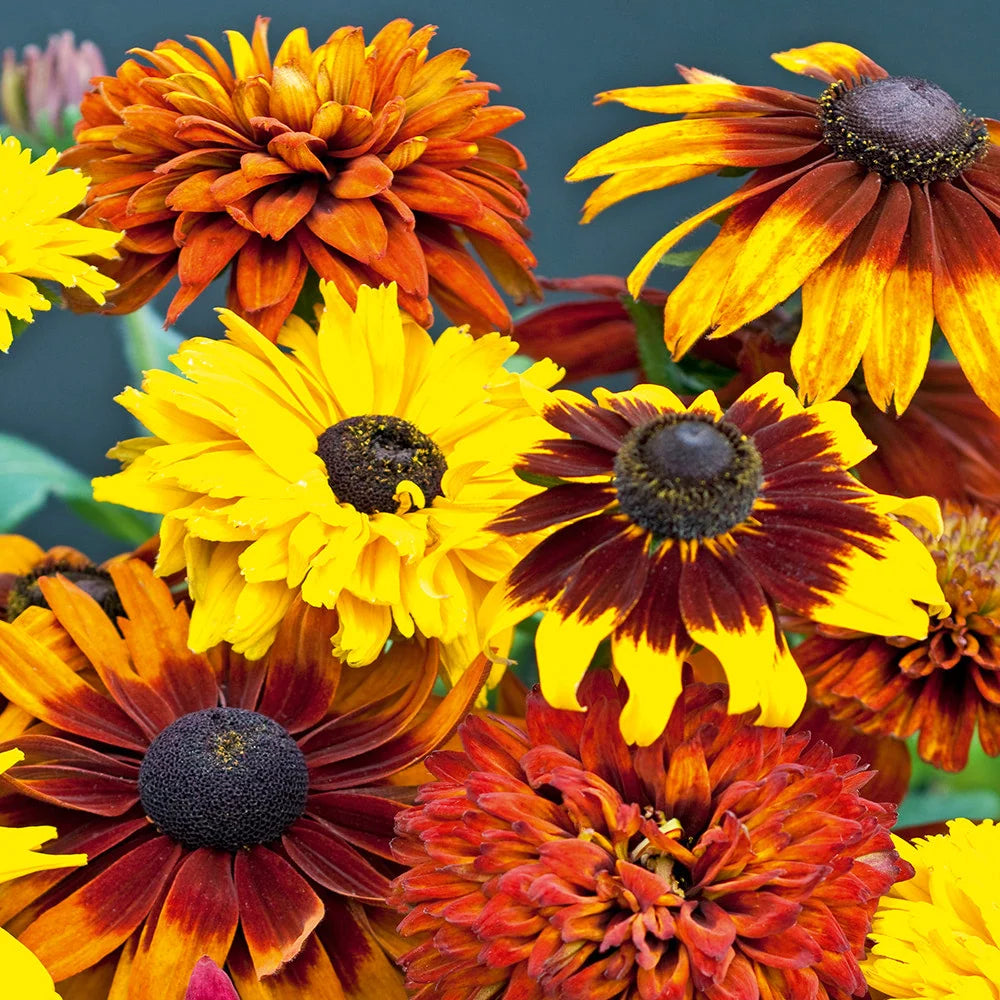 Rudbeckia All Sorts Mixed Coneflowers Collection Garden Ready Plants | 24 x Garden Ready Plants