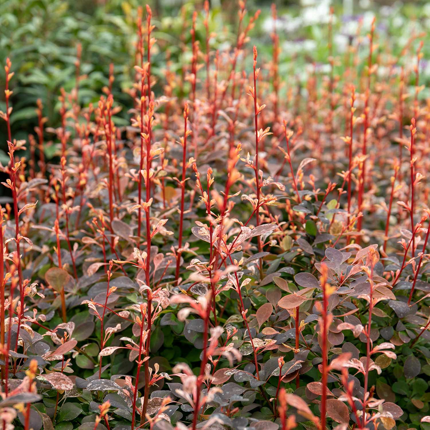 Berberis Thunbergii 'pink Bird' Shrub | 1 x 3L