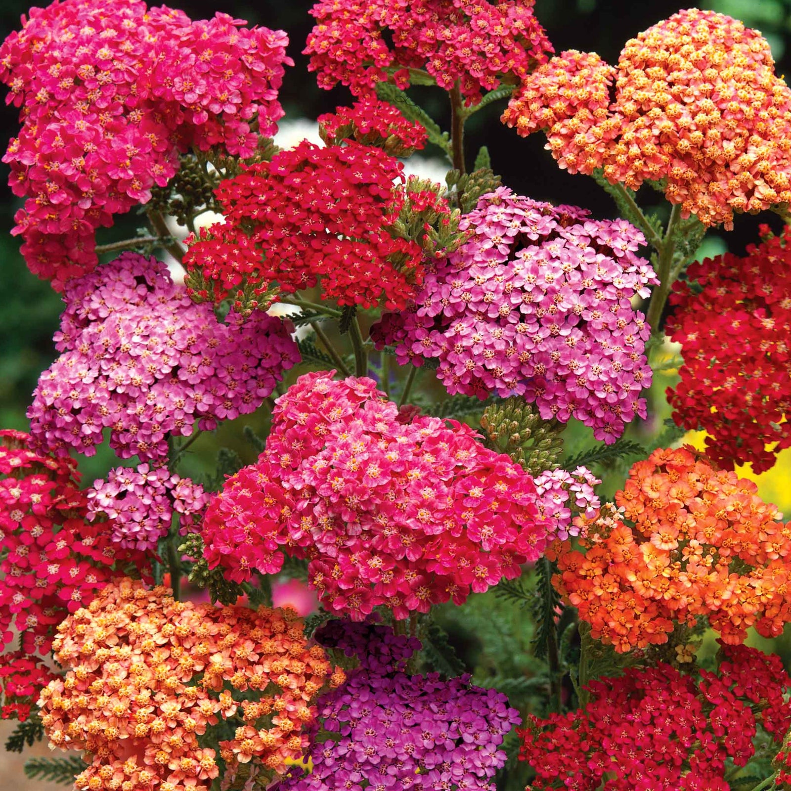 Achillea 'summer Berries Mixed' - Summer Perennial | 60 x Pro Grower Plugs | Multi