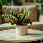 Rattlesnake Plant - 2 Pcs. - Goeppertia Insignis - Height 30-40cm - ⌀12cm | Set of 2 | Green