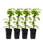 Raspberry Plant - 4 Pcs. - Rubus Idaeus 'malling Promise' - H50-60cm - ⌀15cm | Set-of-4 | Red
