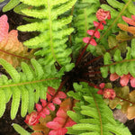 Doodia 'rough Ruby' Fern - Bright Orange Spring Growth, Shade-loving | 1 x 2L | Multi Colour