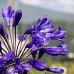Agapanthus Africanus 'big Blue' Plant | 1 x 7.5L | Blue