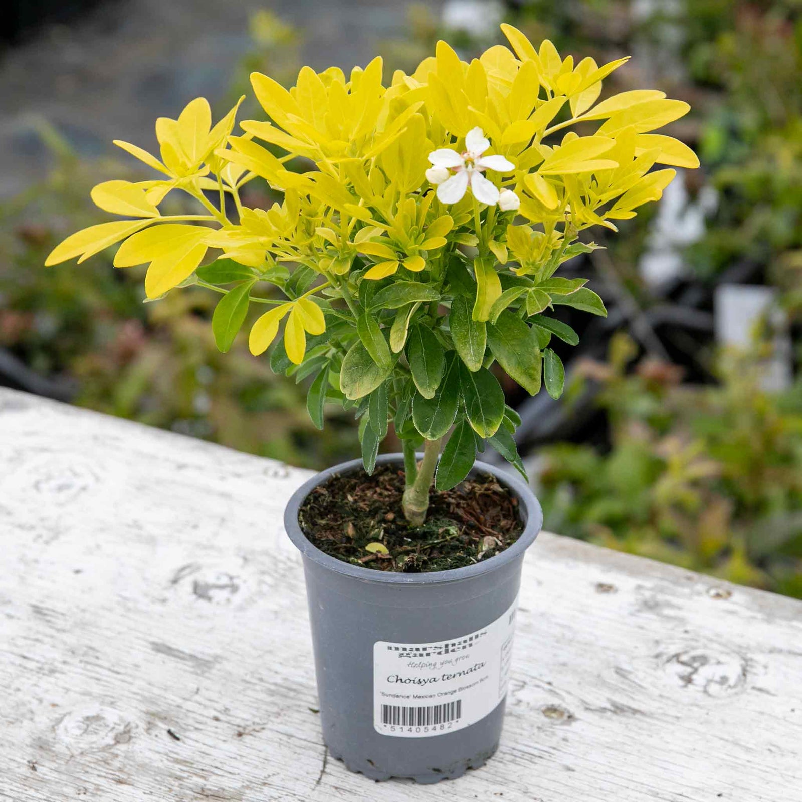 Choisya 'sundance' Evergreen Shrub | 1 x 9cm | Yellow & White