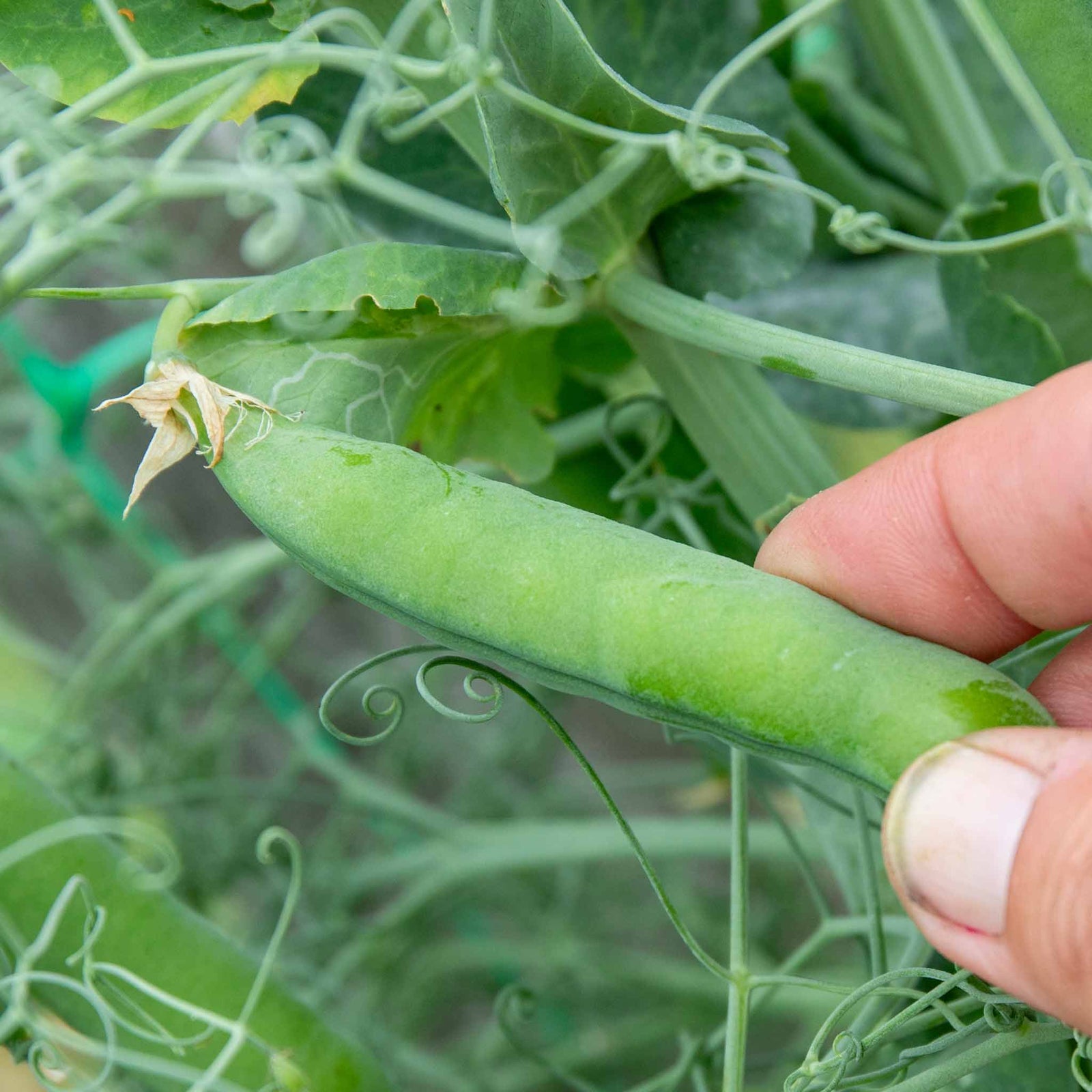 Pea 'ruselargo' – Maincrop, Disease-resistant (multi-sown ) | 12 x Plug Plants | Green