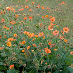 Geum 'totally Tangerine' Tangerine-orange Perennial | 3 x Jumbo Plugs | Multi