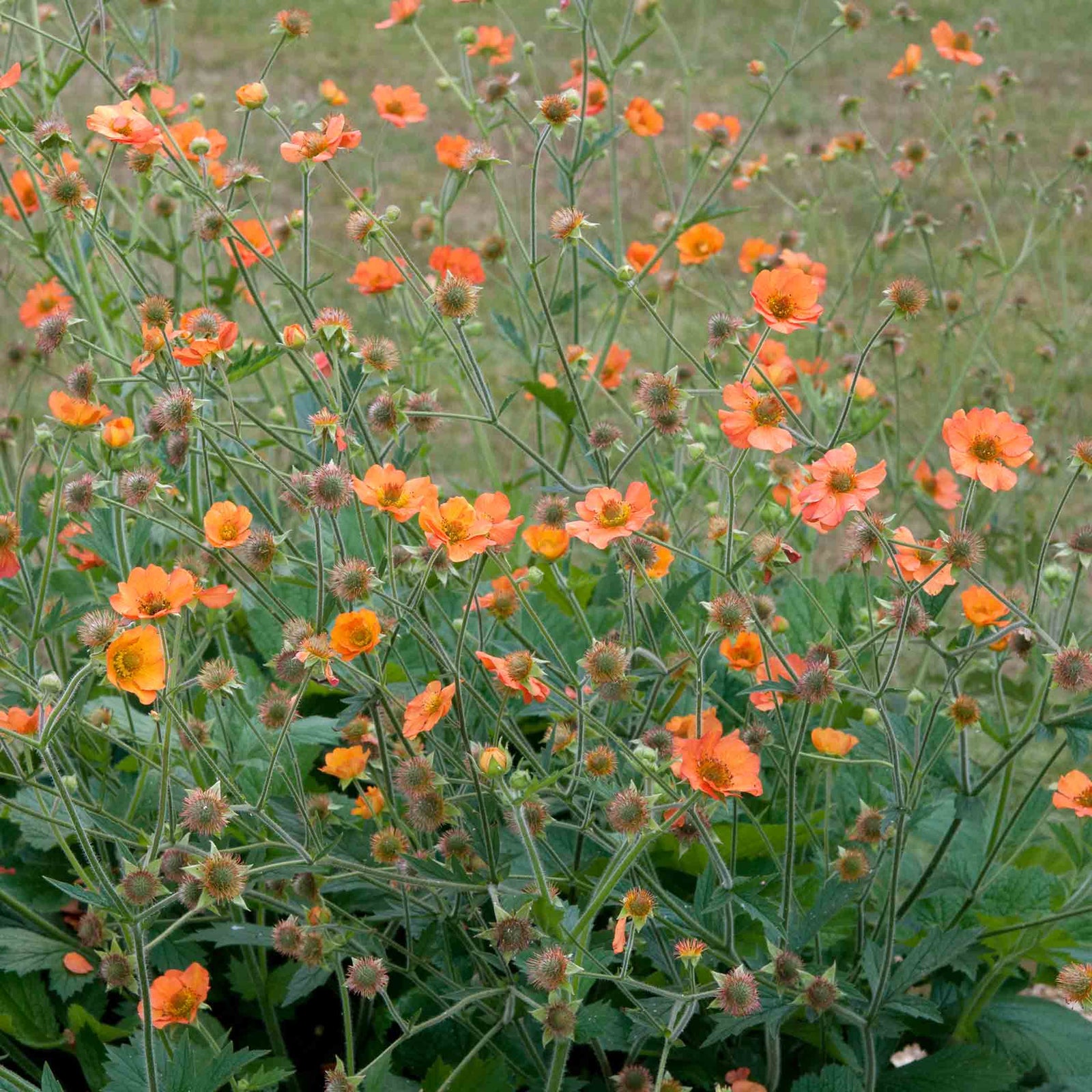 Geum 'totally Tangerine' Tangerine-orange Perennial | 3 x Jumbo Plugs | Multi