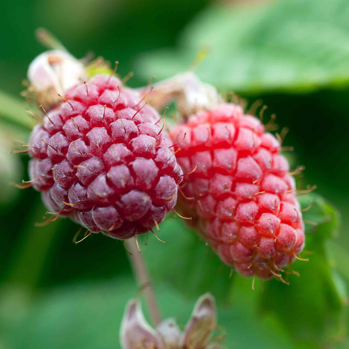 Loganberry Plant Ly654 - Thornless, High Yield | Set of 3 | Red