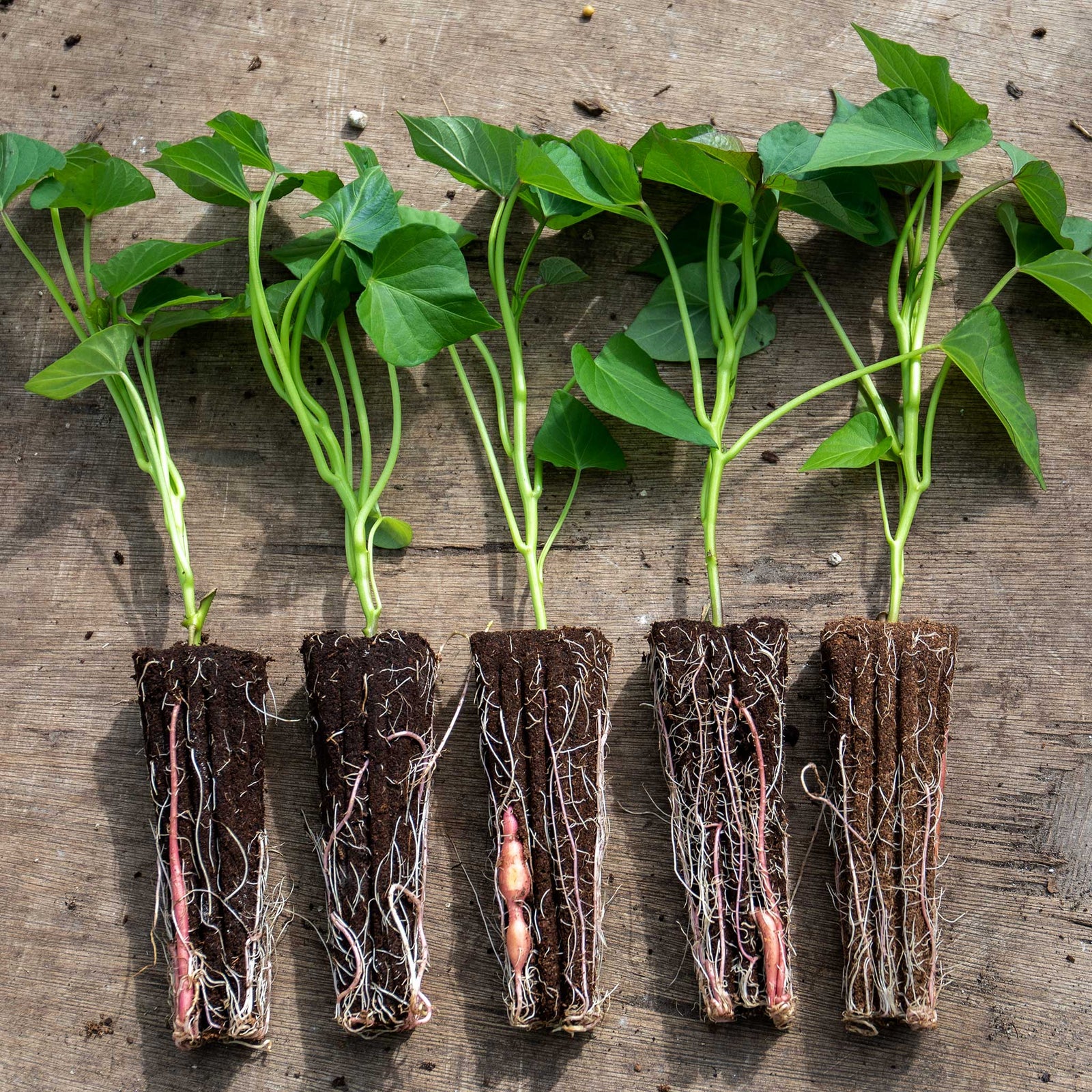 Beauregard Sweet Potato Rooted Slips | Set-of-5