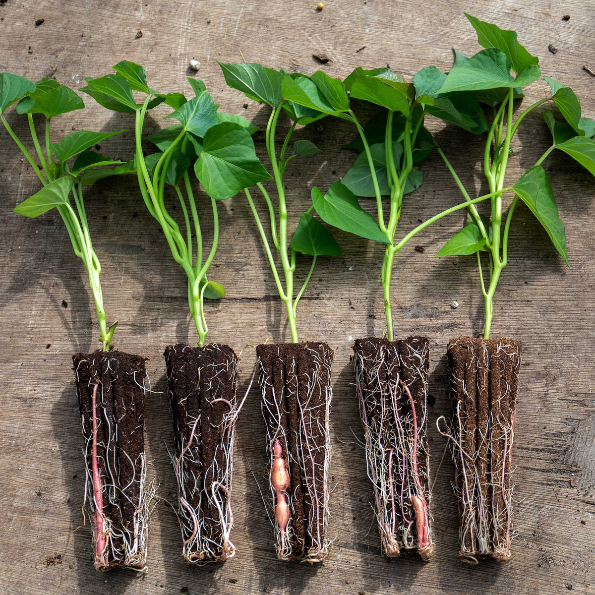 Beauregard Sweet Potato Rooted Slips | Set of 5