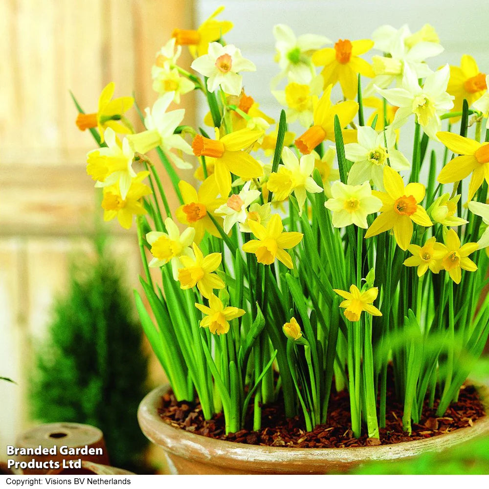 Daffodil Miniature Mixed Bulbs | 80 x Bulbs