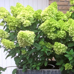 Hydrangea 'mojito' Lime Green Flowering Shrub | 1 x 7.5L | Green