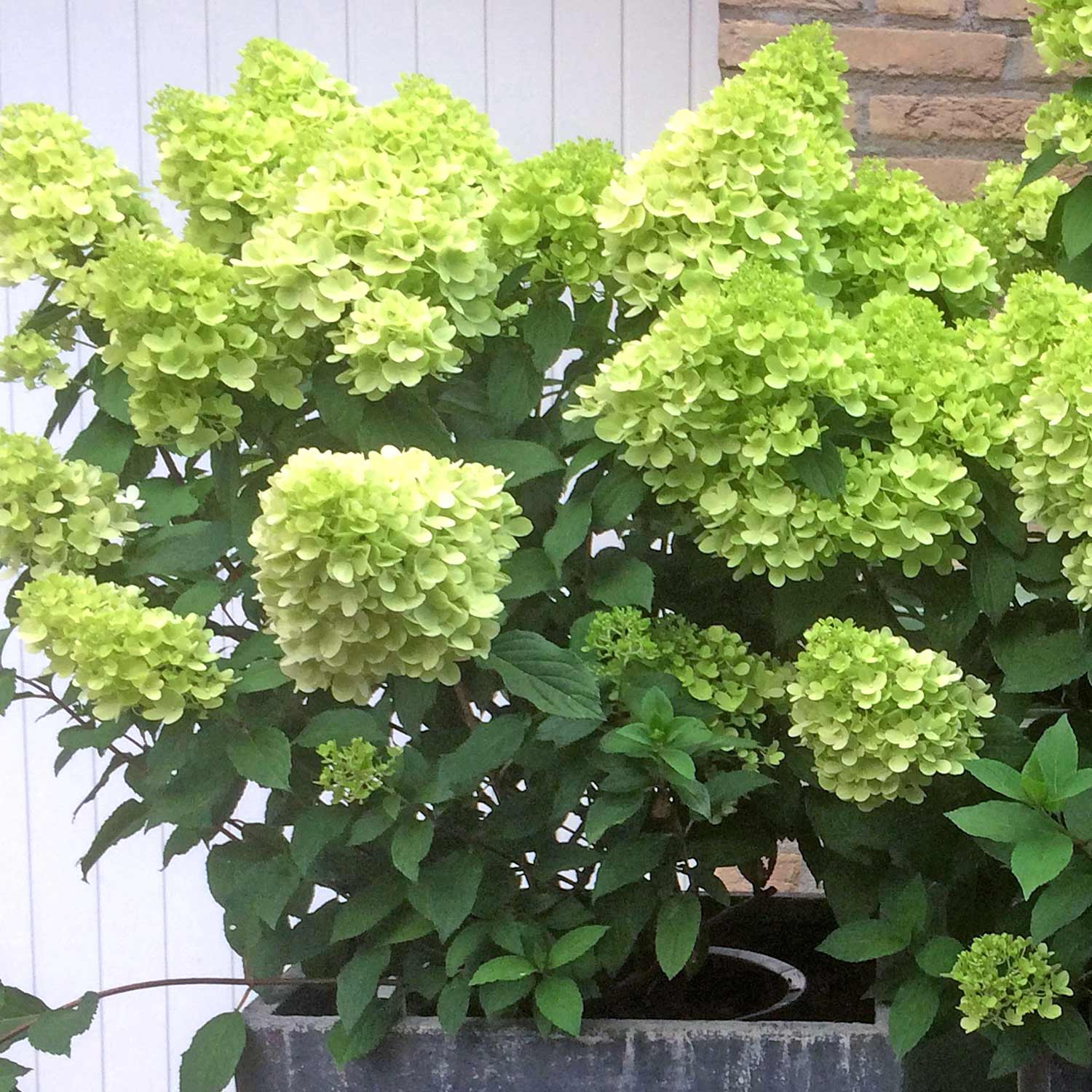 Hydrangea 'mojito' Lime Green Flowering Shrub | 1 x 7.5L | Green