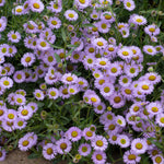 Erigeron 'wayne Roderick' - Lavender-blue Daisy, Hardy Jumbo Plug Plants | 6 x Jumbo Plug Plants | Purple