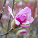 Magnolia 'leonard Messel' - Rhs Award Of Garden Merit | 1 x 7.5L | Pink