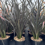 Phormium Platts Black Evergreen Shrub Extra Large 3-4ft Instant Plant In A 10 Litre Pot