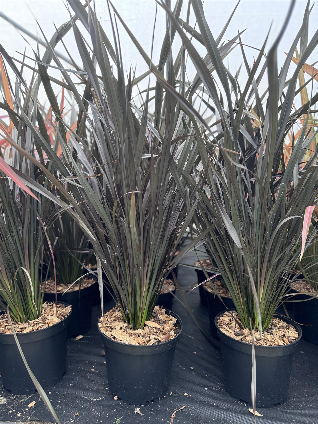 Phormium Platts Black Evergreen Shrub Extra Large 3-4ft Instant Plant In A 10 Litre Pot