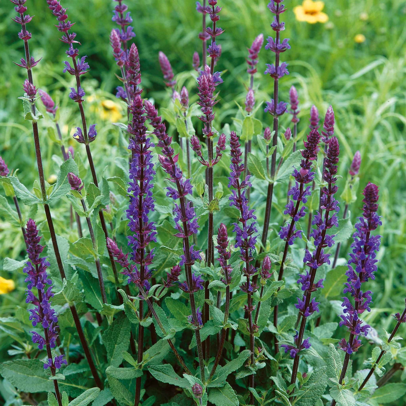 Salvia Nemorosa 'caradonna' Hardy Perennial | 6 x Jumbo Plugs | Multi
