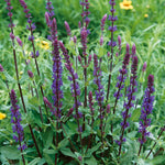Salvia Nemorosa 'caradonna' Hardy Perennial | 1 x 2L | Multi