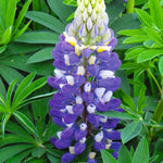 Lupin Street Party Collection 18 Bare Roots