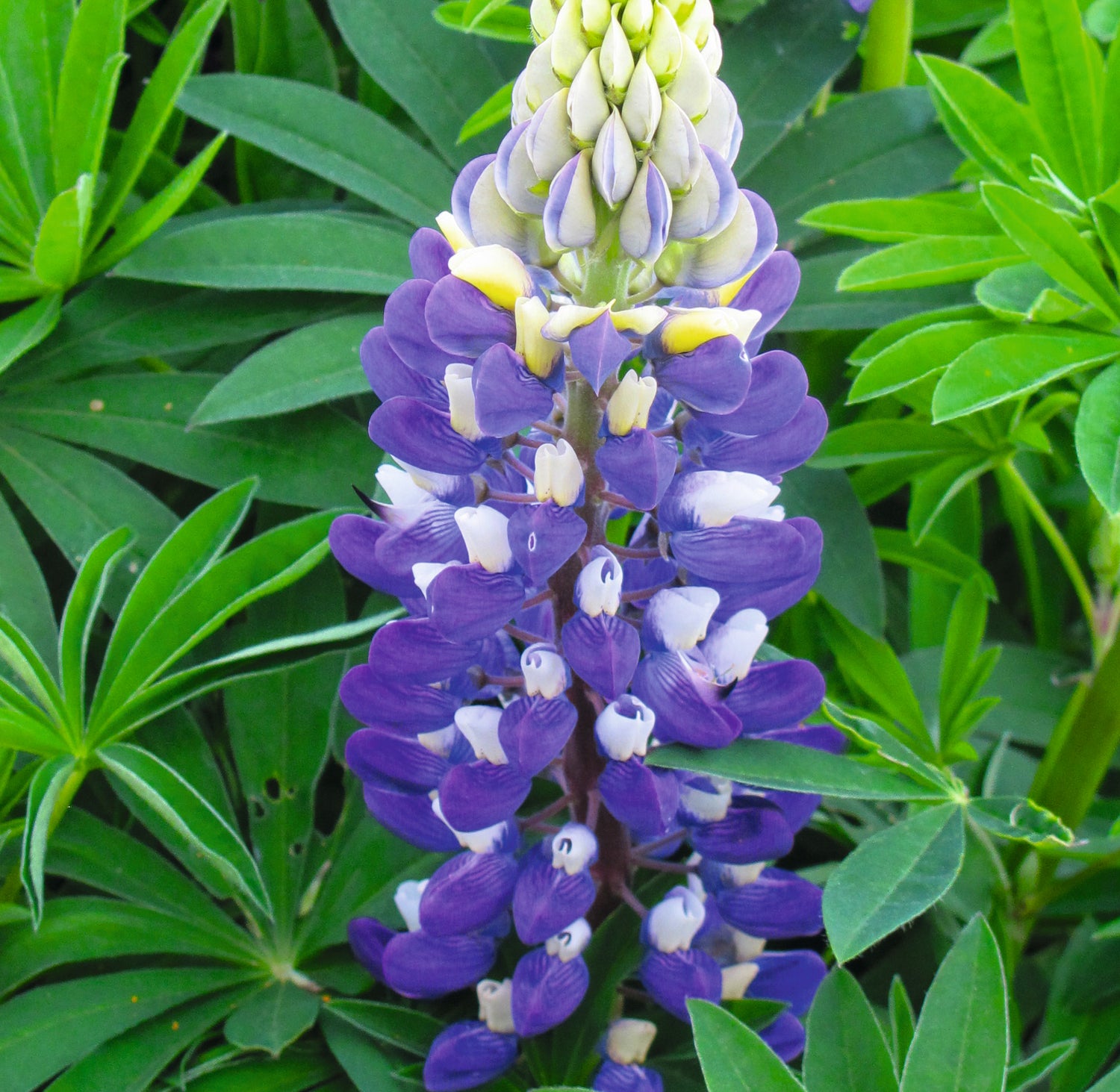 Lupin Street Party Collection 18 Bare Roots