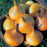 Autumn Planting Onions, Shallot & Garlic Trio Pack | Set of 1