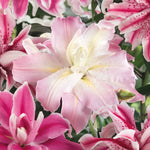 Oriental Double Lily Bulbs - 3 Bulb Pack | 3 x Bulbs | Multi
