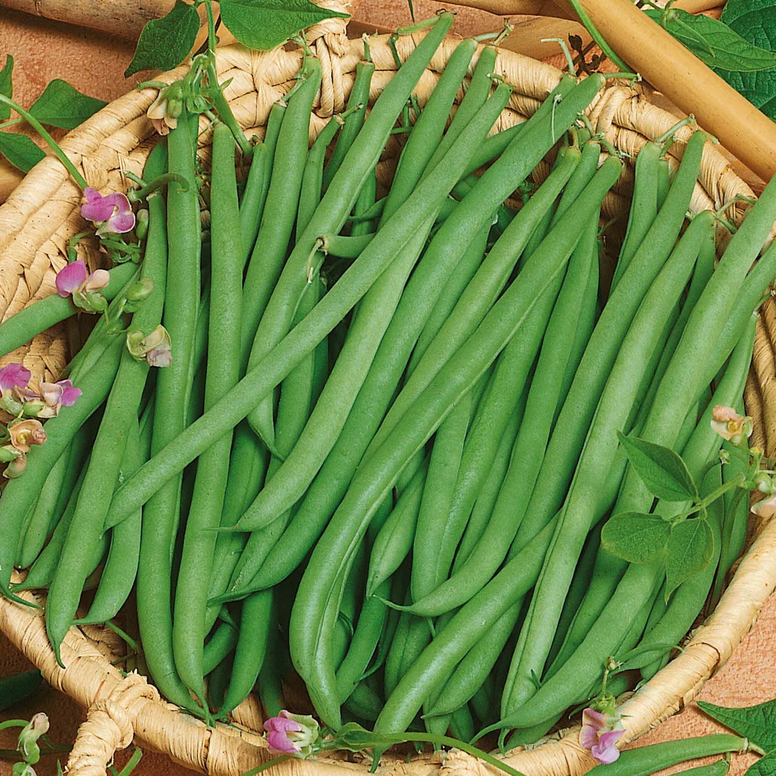 French Bean 'climbing Cobra' Stringless Climbing Bean Garden Ready Plants | 12 x Garden Ready Plugs | Green