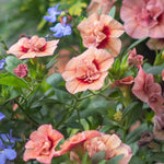 Hayloft Calibrachoa Collection - Mini Petunias, Set Of 5 Young Plants