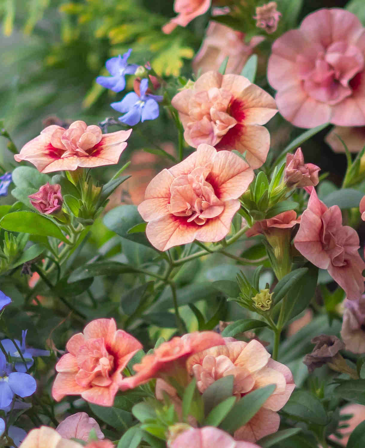 Hayloft Calibrachoa Collection - Mini Petunias, Set Of 5 Young Plants