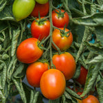 Tomato Sahel Seeds | 10 Seeds