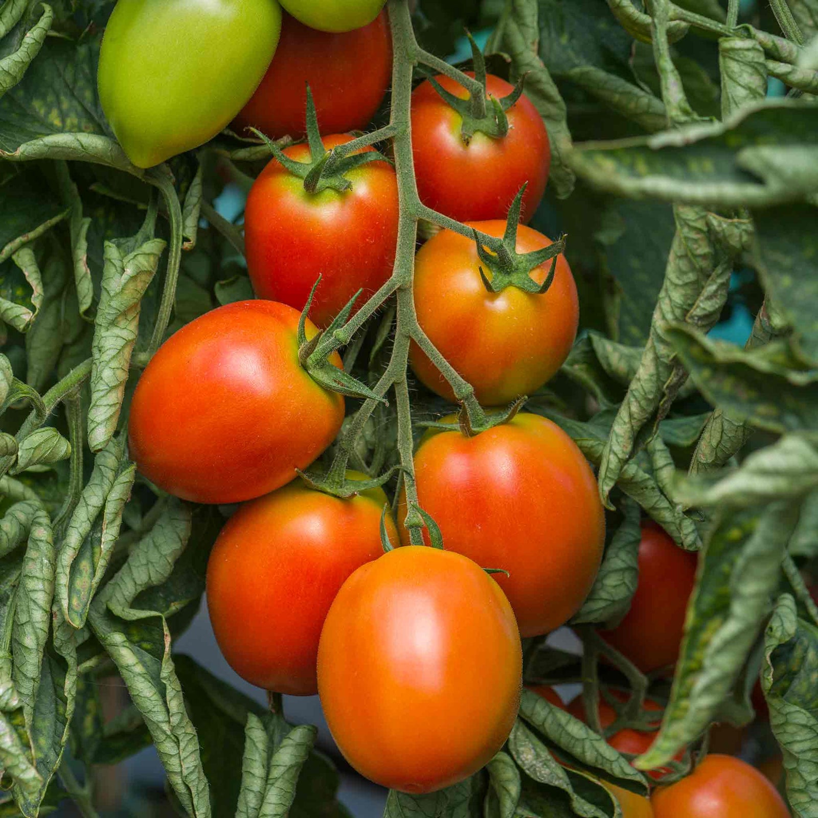 Tomato Sahel Seeds | 10 Seeds