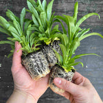 Physostegia Crystal Peak White - XL plug plant | Set of 5