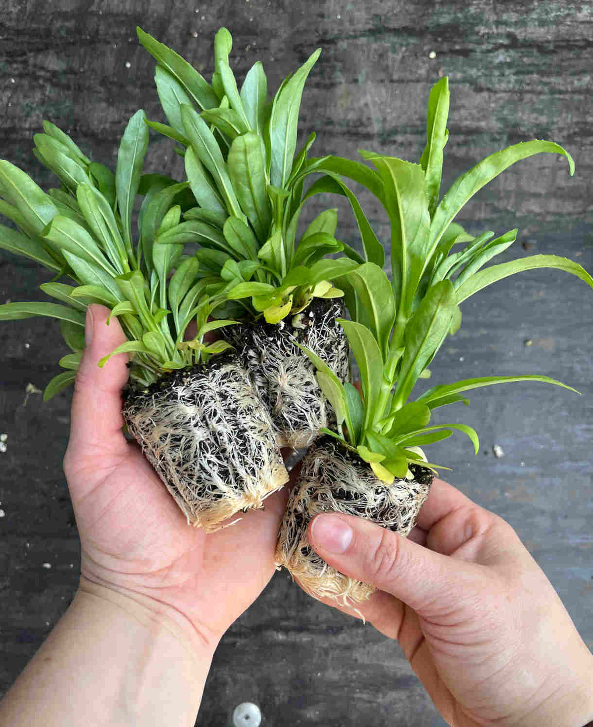 Physostegia Crystal Peak White - XL plug plant | Set of 5