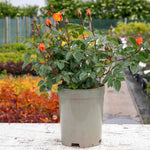 Rose 'precious Amber' - Apricot Orange Floribunda | 1 x Bare Root | Orange