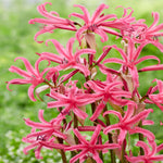 Amarine ‘garden Angels’ Collection - 2 Litre Pots | Set-of-6 | Pink