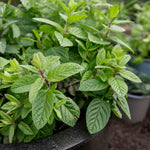 Mint 'garden' Hardy Perennial Herb | 6 x Plug Plants | Green