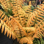 Dryopteris 'jurassic Gold' Fern | Set of 3 | Bronze
