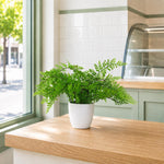 30cm Artificial Potted Royal Fern