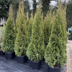 Thuja Smaragd Large Specimen Ornamental Conifer Tree 5ft Supplied In A 15/20 Litre Pot
