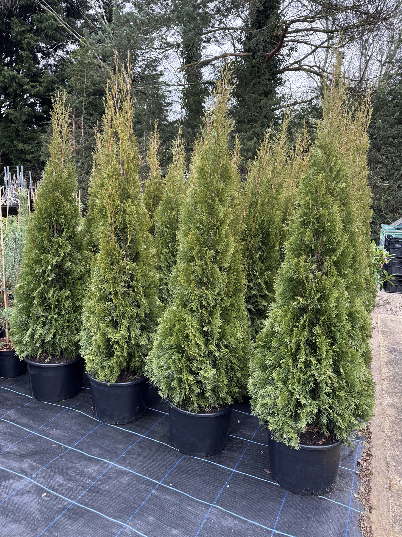 Thuja Smaragd Large Specimen Ornamental Conifer Tree 5ft Supplied In A 15/20 Litre Pot