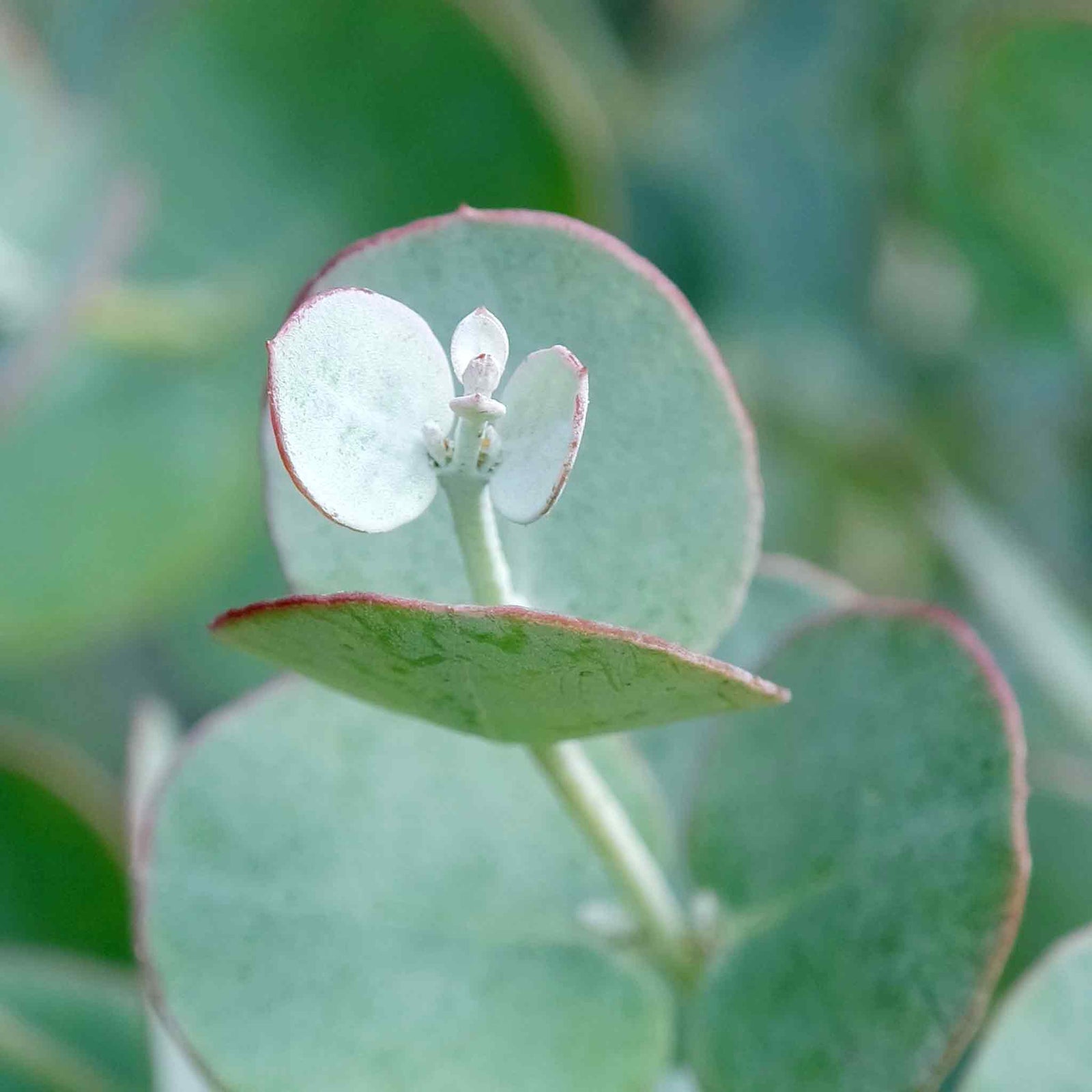 Eucalyptus Gunnii 'azura' Compact Silver-blue Evergreen For Pots And Borders Plant | 1 x 3L | Blue