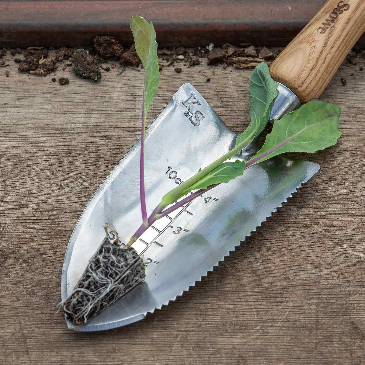 Broccoli 'marathon' Plant | 6 x 9cm | Green