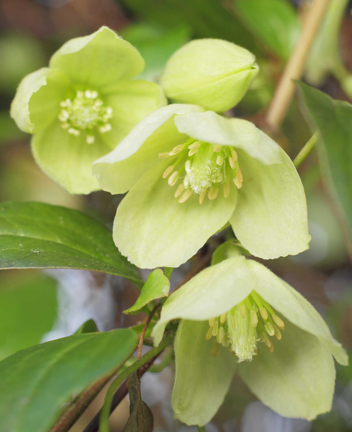 Clematis Cirrhosa ‘wisley Cream’ - 7cm pot | 3 x 7cm | Cream