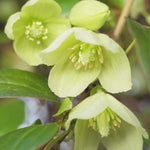 Clematis Cirrhosa ‘wisley Cream’ - 7cm pot | 1 x 7cm | Cream