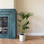 Kentia Palm - Howea Forsteriana - Height 90-100cm - ⌀18cm | Set-of-1 | Green